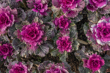 Fototapeta premium Field of purple and pink ornamental flowering kale plants with dark green leaves. Brassica oleracea var. acephala or Nagoya Rose