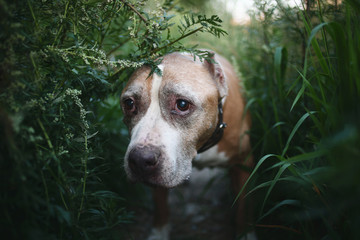 American Staffordshire Terrier sitting on ground surrounded by plants