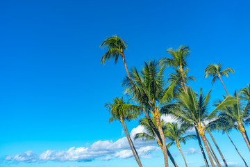 Group of tall palm trees blowing in the wind in Maui, Hawaii.