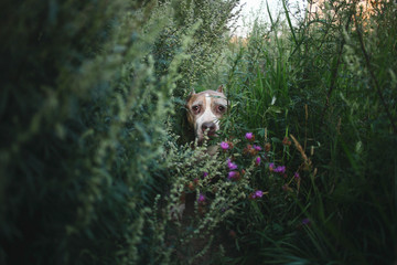 American Staffordshire Terrier sitting on ground surrounded by plants