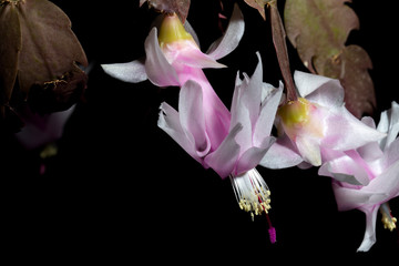 Fototapeta na wymiar Schlumbergera truncata, false Christmas cactus flower partial studio shot, selective focus, black background