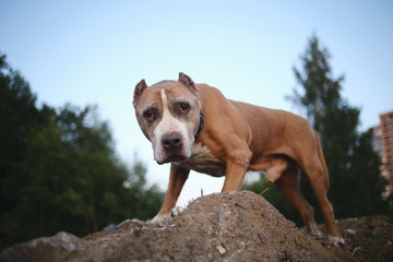 American Staffordshire Terrier standing on ground at nature