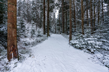 Fototapeta premium verschneiter Wald 