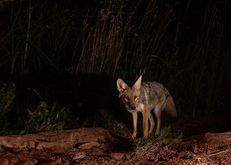 A small coyote looks towards the camera as it searches for food late at night in Southern Utah. - Powered by Adobe