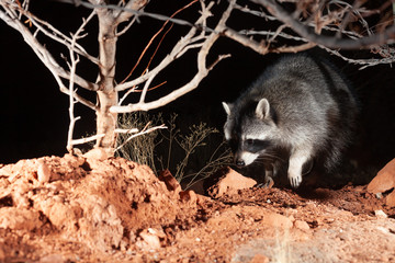A raccoon walks under the winter bare branches of a small bush and a strand of barbed wire on a dark night.