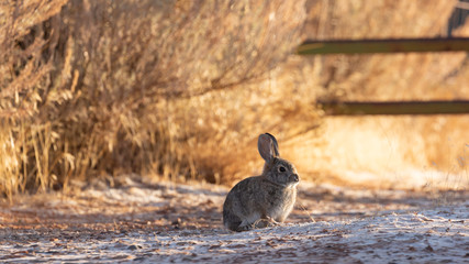 A cottontail rabbit soaks up some warmth from the early morning sun on a frosty winter morning with a dusting of snow on the ground and brown grass and bushes in the background.