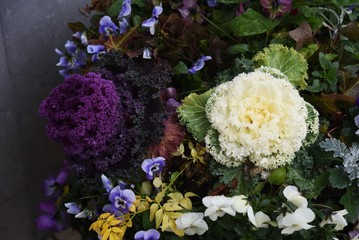 Ornamental cabbage (Flowering kale) is an ornamental plant of the Brassicaceae that changes color when it gets cold.
