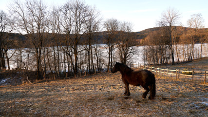 Hest, bogstadg&aring;rd