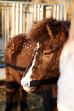 Hest, bogstadg&aring;rd