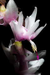 Schlumbergera truncata, false Christmas cactus flower partial studio shot, selective focus, black background