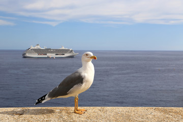 Beautiful seagull standing against the sea