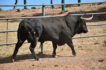 un toro español con  grandes cuernos