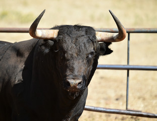 spanish furious bull with big horns