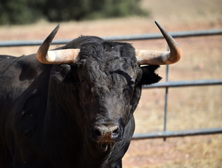 toro español poderoso con grandes cuernos