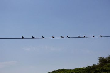 Birds on a wire in blue sky background - birds in the sky