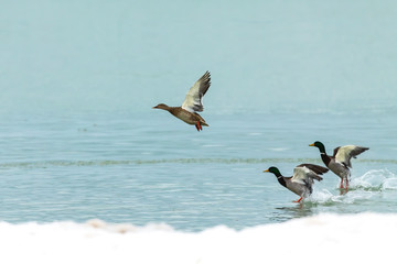 Mallards flyight over lake Michigan