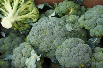 fresh broccoli at the farmer's market