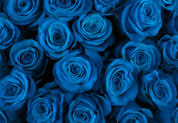 Beautiful blue roses background.
