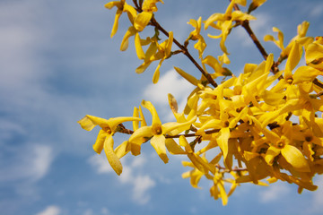 Yellow forsythia flowers against the blue sky