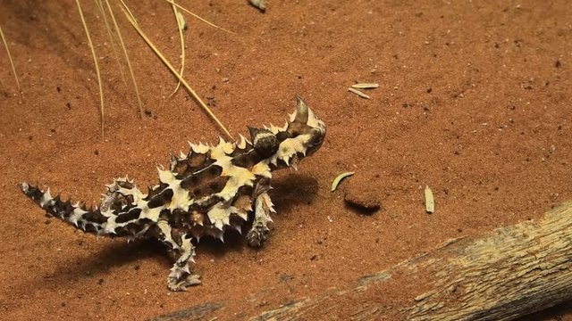 Thorny devil, Moloch horridus, on red sand in Desert Park at Alice Springs, Northern Territory, Central Australia. Insectivorous, they feed on small ants.