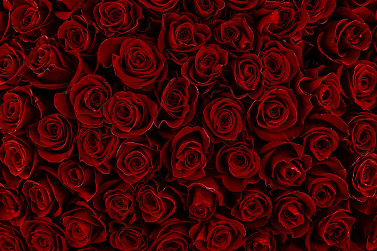 Natural red roses background. Color of the holiday. Gift to a woman. Deep red color.