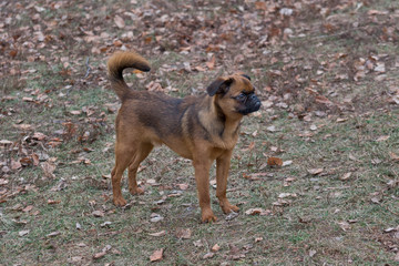 Cute petit brabancon puppy is standing in the autumn park. Pet animals.