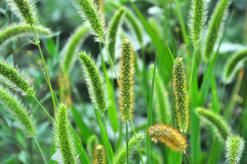 Setaria grows in the field.