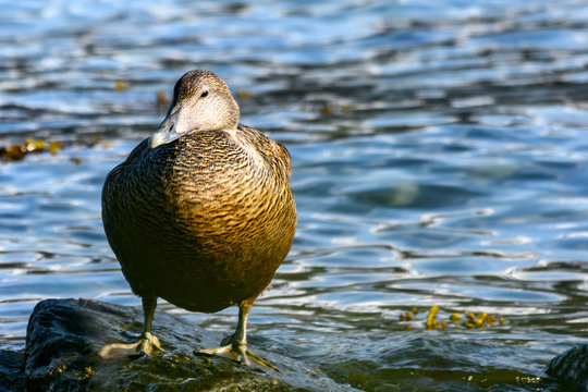 Common eider duck - Somateria mollissima - Cuddy's duck - St. Cuthbert's duck. Edredon - the biggest sea duck.