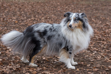 Cute scotch collie is standing in the autumn park. Pet animals.