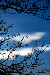 Black branch