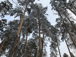big beautiful pine trees
