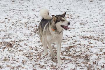 Siberian husky is standing on white snow in the winter park. Pet animals.