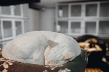 Homeless cat alone sleeps on couch in animal shelter, in background cages for keeping