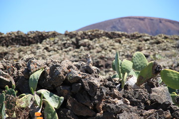 zwierze pustynne na wyspie fuartaventura - obrazy, fototapety, plakaty