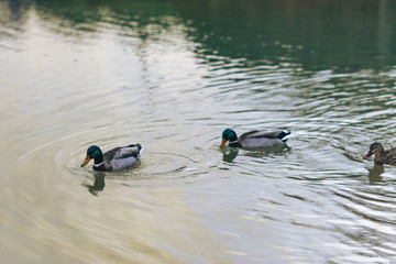 Patos nadando en un estanque