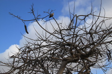 gołąb na wyschniętym drzewie,fuartaventura