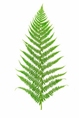 Perfect green fern leaf isolated on a white background in close-up