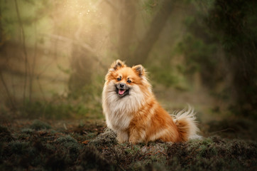 Spitz dog beautiful portrait in the autumn forest