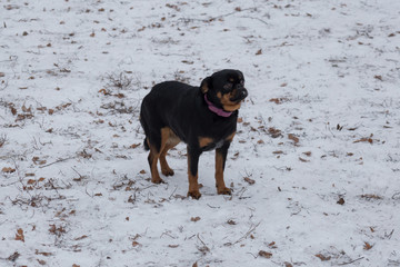 Cute petit brabancon puppy is standing in the winter park. Pet animals.