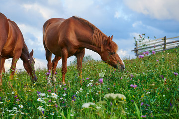 Horses graze in a meadow in the mountains, sunset in carpathian mountains - beautiful summer...