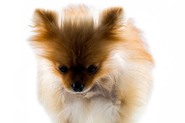 Pomeranian dog stands on white ground, light brown dog
