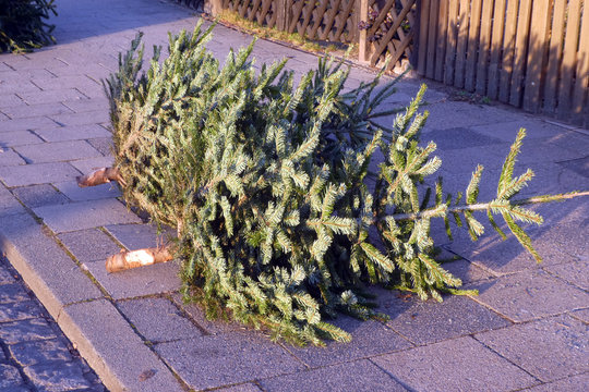 Weihnachtsbaum nach dem FestDeutschland