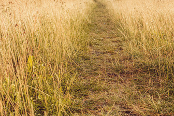 Path in the field at sunset in the evening, closeup