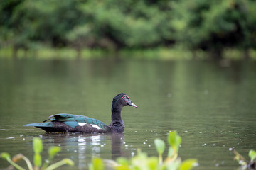 Eine freigestellte Moschusente schwimmt in der Seitenansicht auf einem Fluss