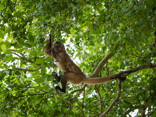 Ein Kapuzineraffe klettert in der Seitenansicht in einem Baum