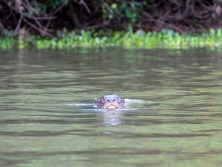 Kopf frontal eines schwimmenden Riesenotters