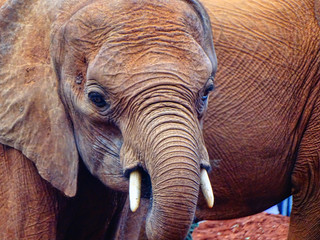 Waisenhaus für Elefantenbabies Baby Elefant in Nairobi Afrika fressen und spielen