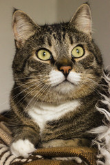 Obraz premium Brown tabby cat photography. Can concept. I love my pet. A beautiful background that you can use as wallpaper, cover, postcard, etc.