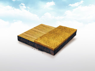 Cross section agricultural field with ripened grain for harvesting. Soil slice, 3d illustration isolated in white