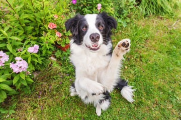 Naklejka na ściany i meble Outdoor portrait of cute smilling puppy border collie sitting on grass flower background. New lovely member of family little dog jumping and waiting for reward. Pet care and funny animals life concept